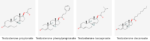 Molecular structures of Testosterone propionate, Testosterone phenylpropionate, Testosterone isocaproate and Testosterone decanoate